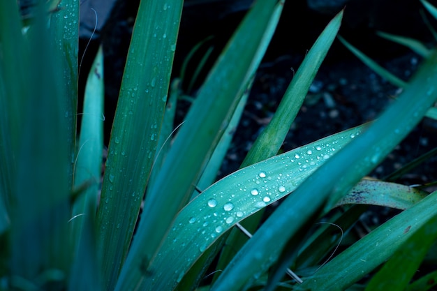 Drop on grass macro close