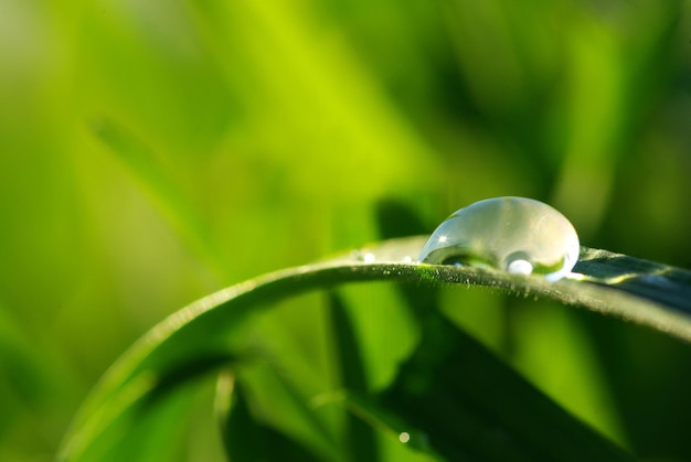 Drop on grass