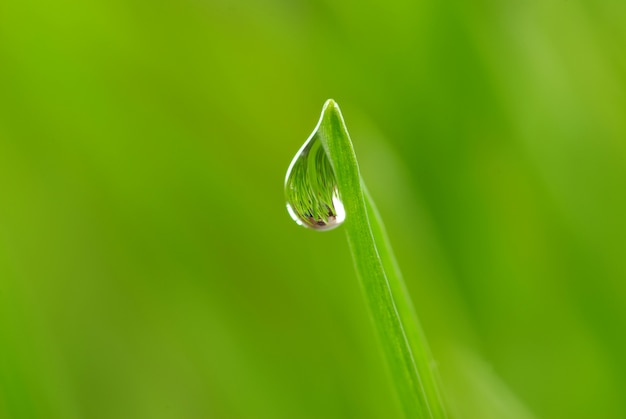 Drop on grass