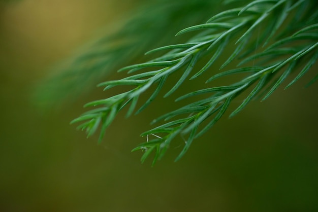 Photo a drop of melted snow on a spruce branch. close-up of green spruces branch