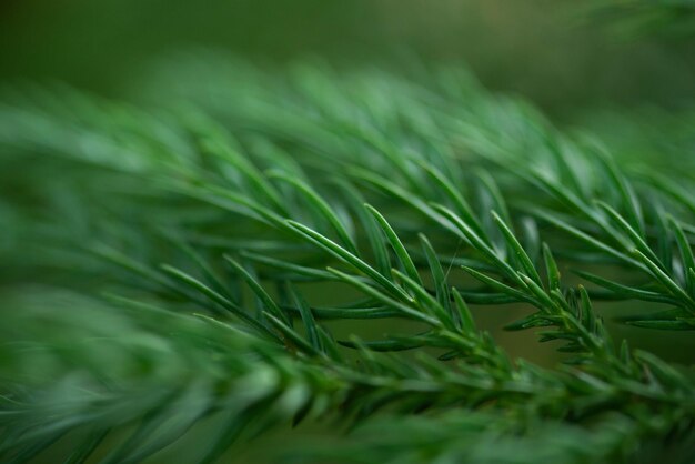 A Drop Of Melted Snow On A Spruce Branch. Close-up Of Green Spruces Branch