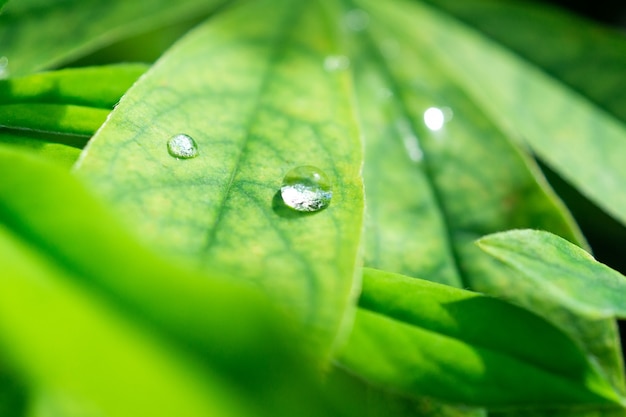 a drop of morning dew on a leaf