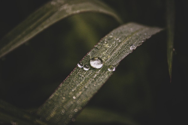 Drop of rain on a leaf