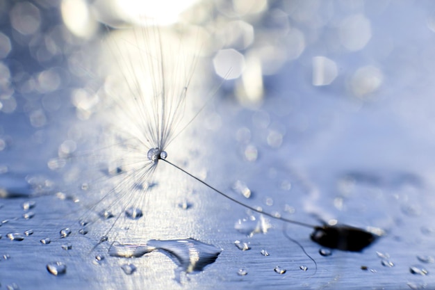 A drop of water on a dandelion dandelion on a blue background with copy space closeup