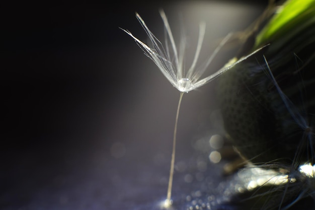 A drop of water on a dandelion dandelion on a blue dark background with copy space closeup