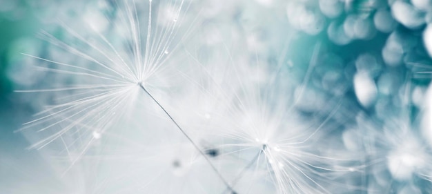 A drop of water on a dandeliondandelion seed on a blue abstract floral background