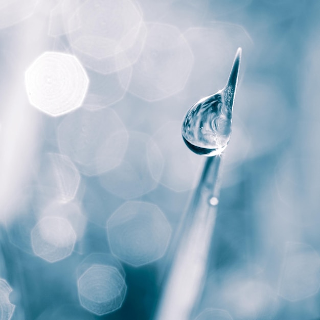 drop of water on the grass leaf in rainy days in autumn season, blue background