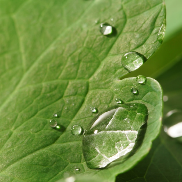 Drop of water on green leaf