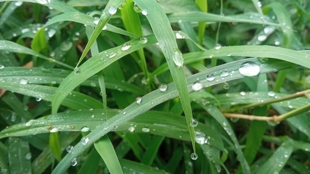 Droplet water on the grass