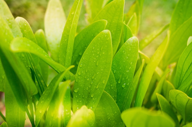 droplet water on leave background, Green leaf. nature background