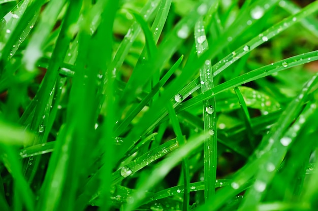 Droplets of dew on the green grass shallow depth of field