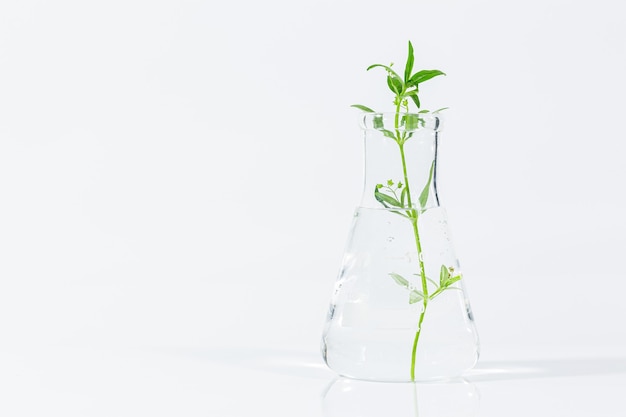 Dropper over test tube dropping sample chemical into sample herbal plaint