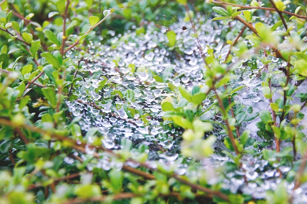 Drops of dew on a cobweb.