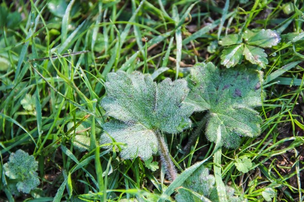 Drops of dew on a fresh green grass in summer