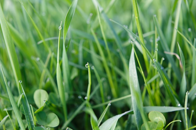 Drops of dew on the green grass