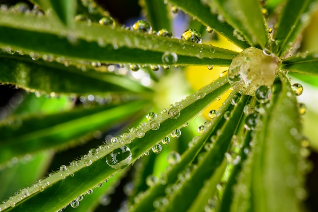 Drops of dew on the leafs of the lupines plants. Close-up.