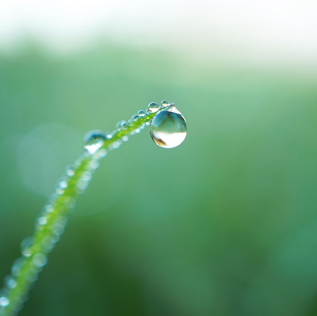 drops on the green grass    