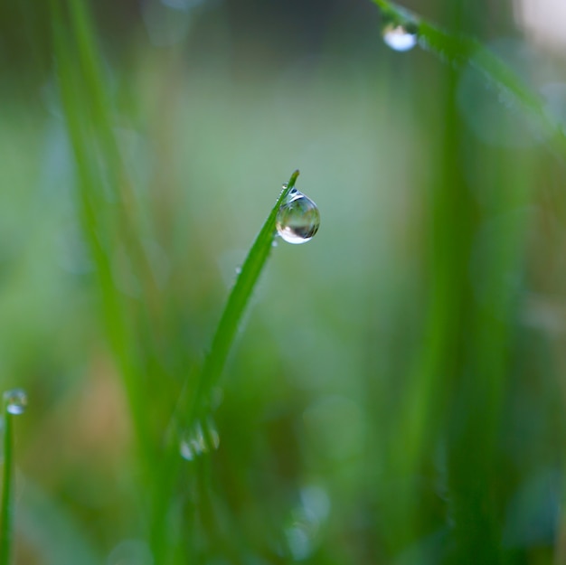 drops on the green leaves      