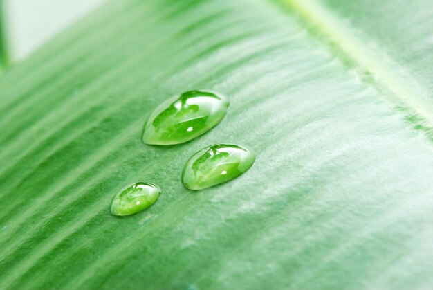 Drops on green plant leaf