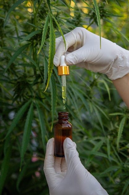 drops of hemp oil drip into the jar Selective focus