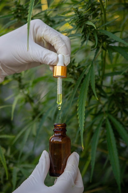 drops of hemp oil drip into the jar Selective focus