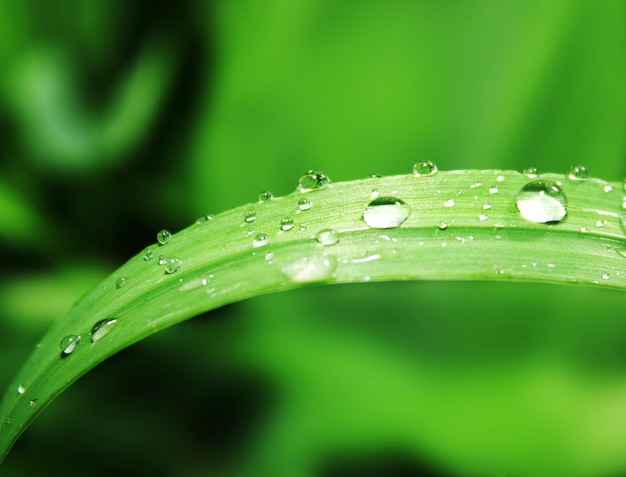 Drops on the leaf