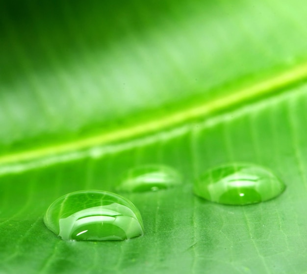 Drops on leaf