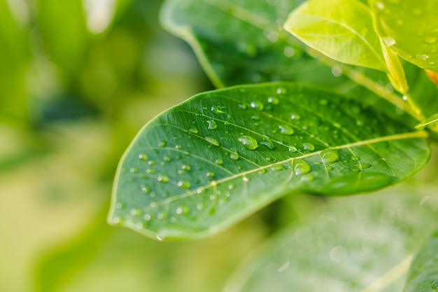 Drops on the leaves with sunlight in the Garden.