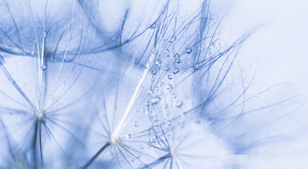 Drops on petals water blurred background macro petals photo for card design droplets on flower