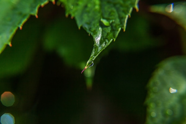 Drops of rain water on green grape leaves in vineyard in farming garden