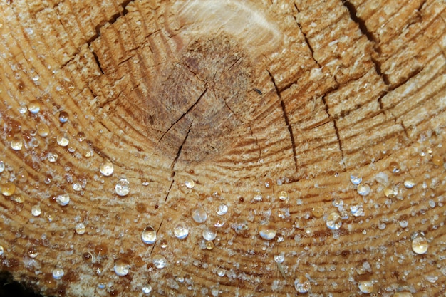 Drops of resin on the cut pine logs