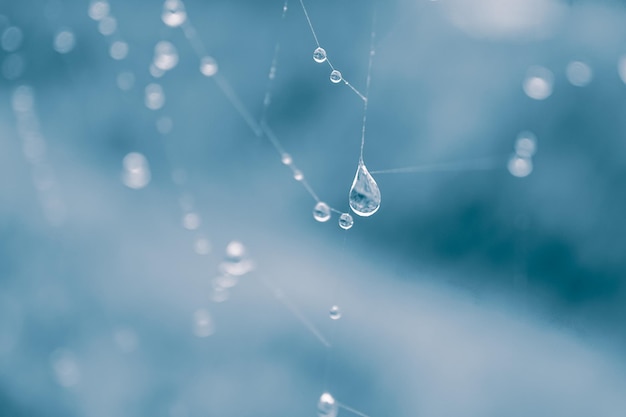 drops on the spider web in rainy days