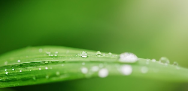 Drops of transparent rain water on a green leaf macro Natural green background