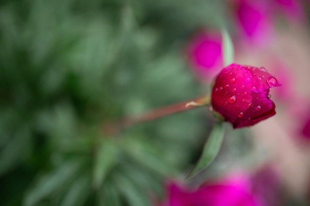 Drops of water on a crimson rose bud Blurred background Macro Garden garden floriculture