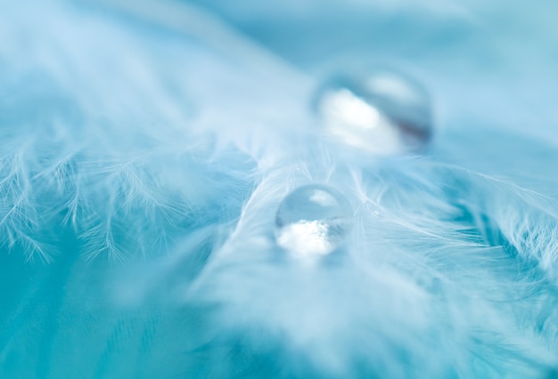 Drops of water on a feather