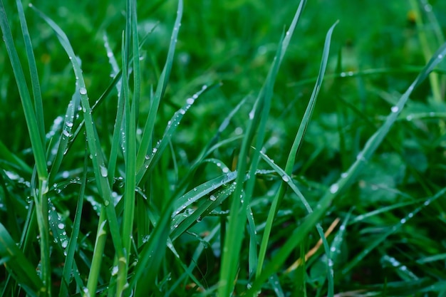 Drops of water on the grass after the rain closeup selective focus Spring grass in the forest at dusk