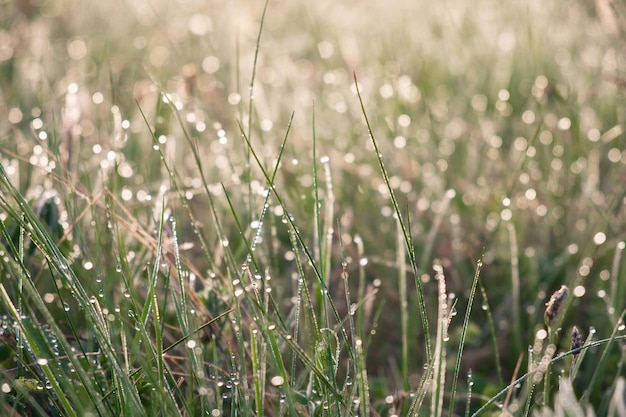 Drops of water on the green grass closeup Morning dew on the grass stems Natural background