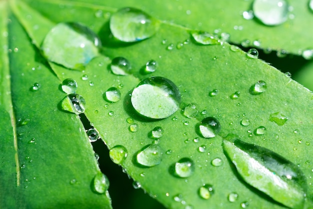 Drops of water on a green leaf