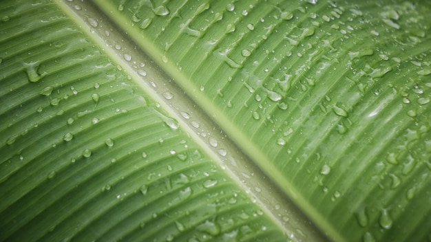 Drops of water on the leaves detail