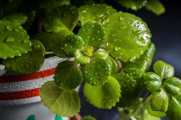 Drops of water on leaves of green plants throughout the year