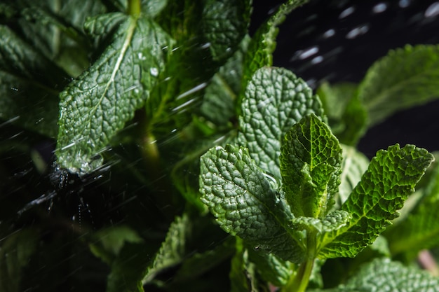 Drops of water on leaves of green plants throughout the year