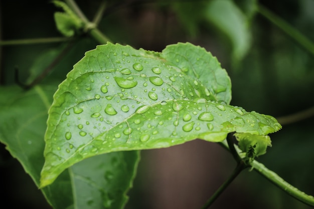 Drops of water on the leaves in nature