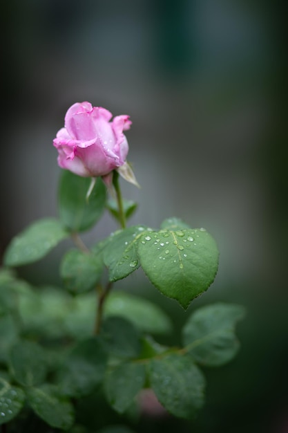 Drops of water on a pale pink rose and on leaves Blurred background Macro Garden garden floriculture