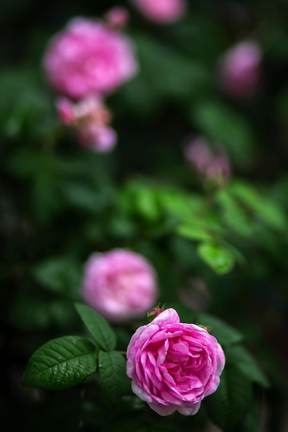 Drops of water on a pale pink rose and on leaves Blurred background Macro Garden garden floriculture