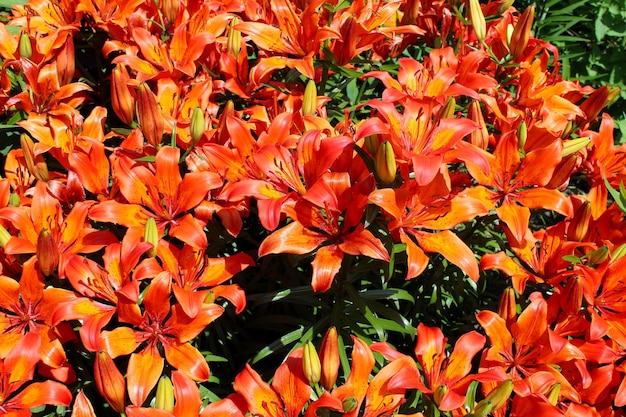 Drops of water on the redheaded lilies after a rain