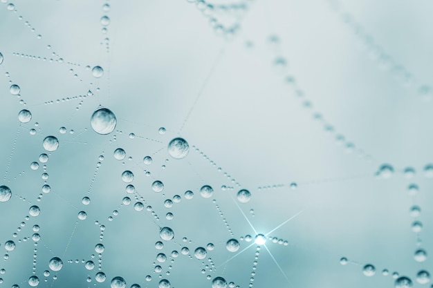 drops of water on the spider web in rainy season, blue background