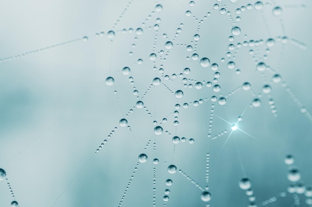 drops of water on the spider web in rainy season, blue background