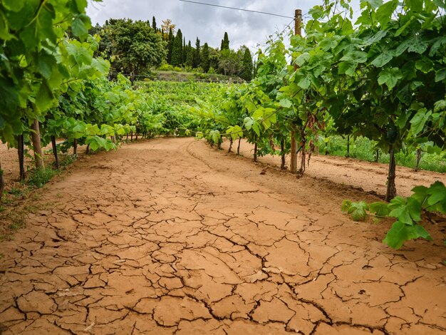 Drought Grape branches on the vineyard