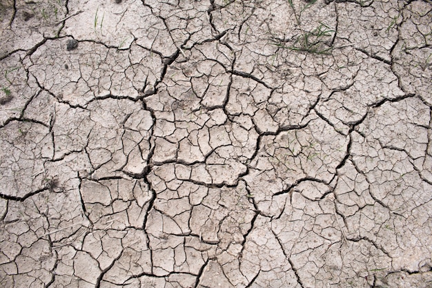 Drought in rice fields, Concept drought.