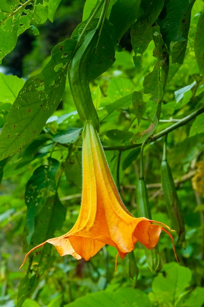 Drug plant datura flower medicine poison flower